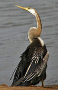 Anhinga roux