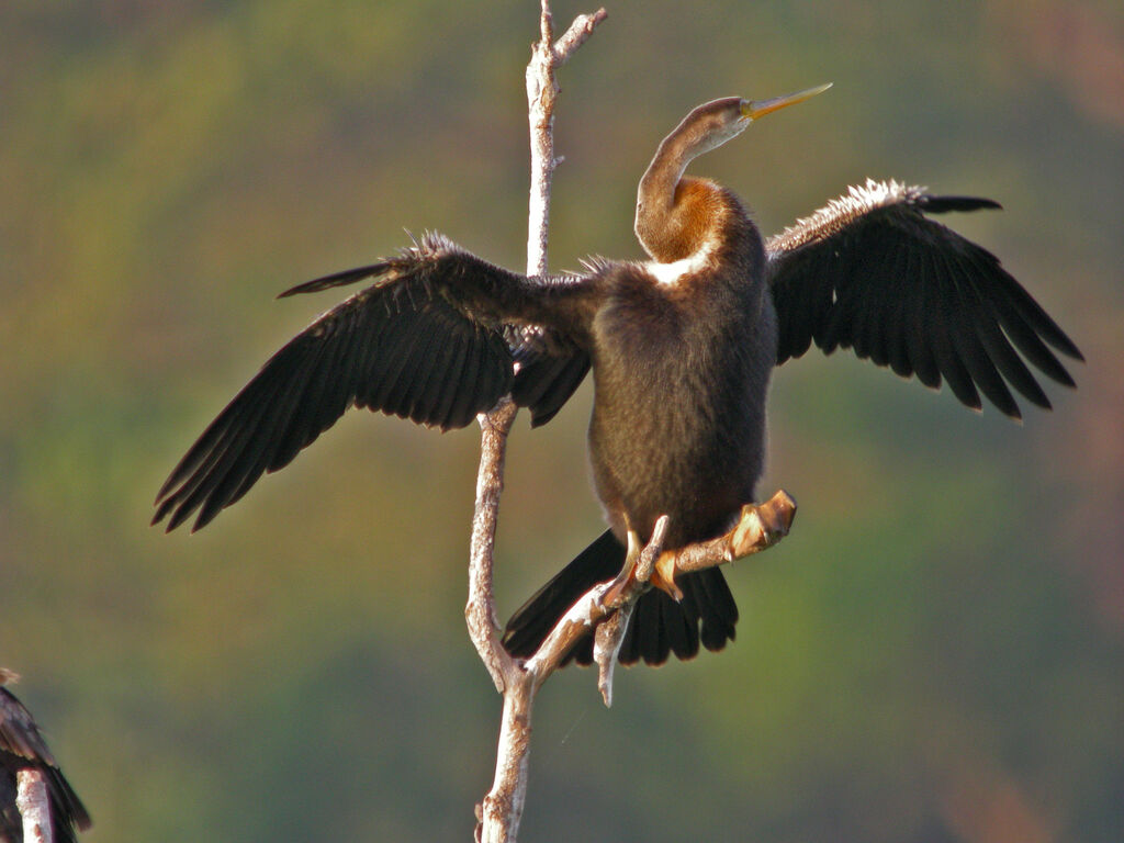 Anhinga roux