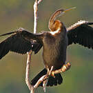 Anhinga roux