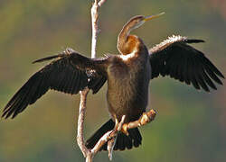 Oriental Darter