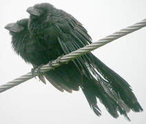 Groove-billed Ani