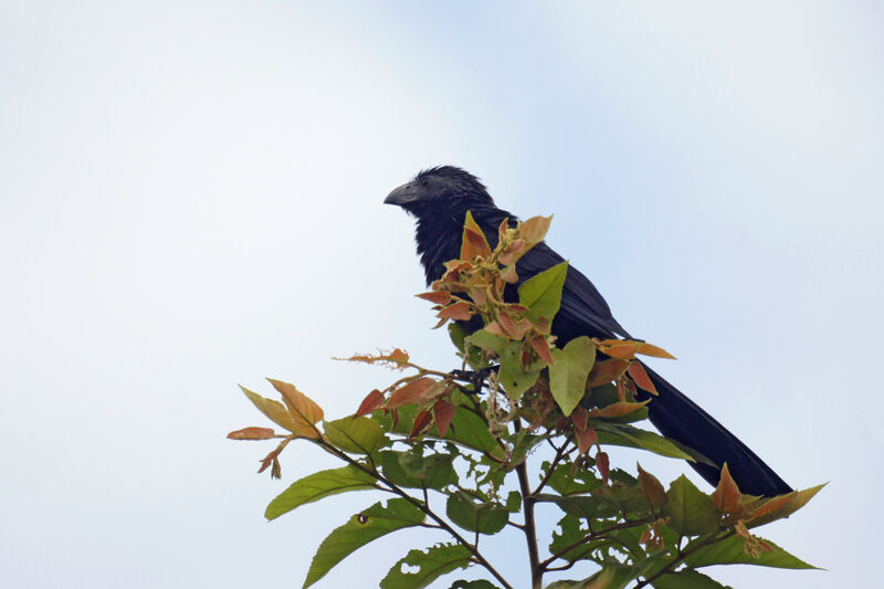 Groove-billed Ani