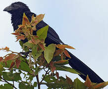 Groove-billed Ani