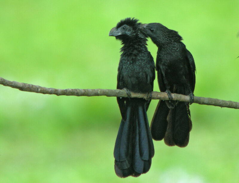 Groove-billed Ani