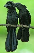 Groove-billed Ani