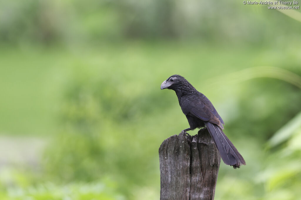 Groove-billed Ani