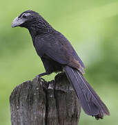 Groove-billed Ani