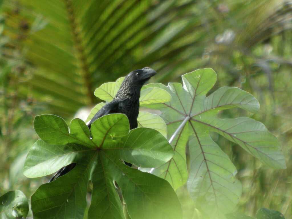 Smooth-billed Ani