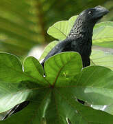 Smooth-billed Ani