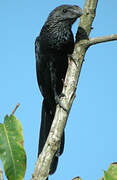 Smooth-billed Ani