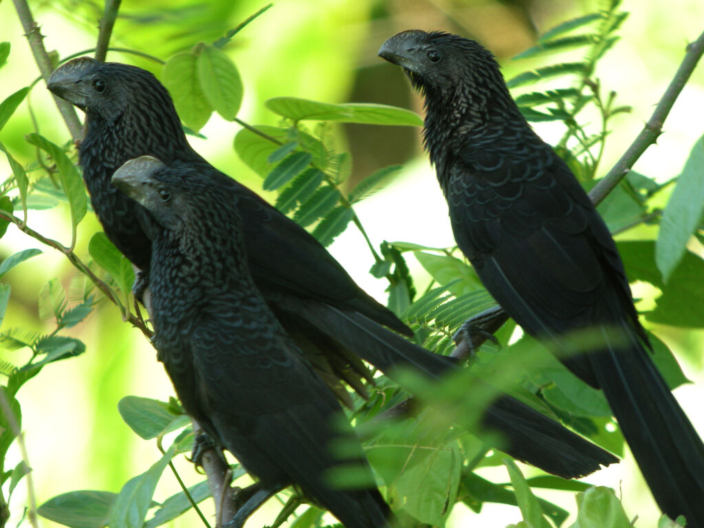 Smooth-billed Ani