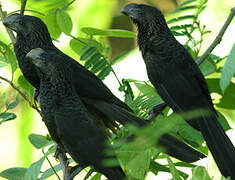 Smooth-billed Ani