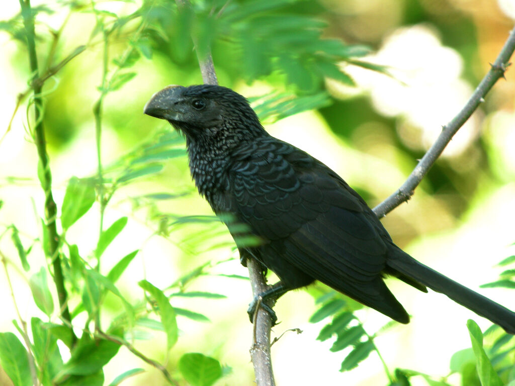 Smooth-billed Ani