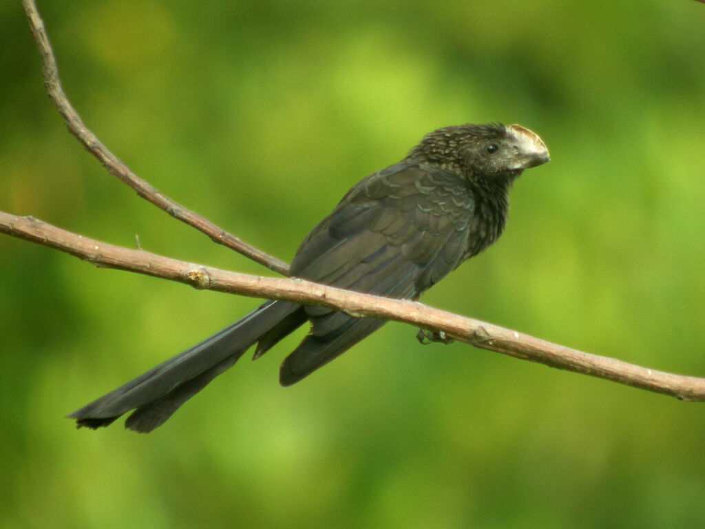 Smooth-billed Ani