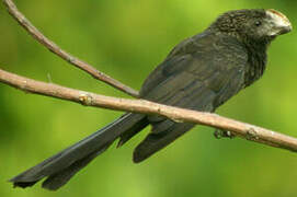 Smooth-billed Ani