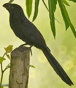 Smooth-billed Ani