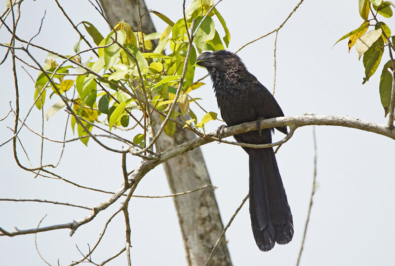 Smooth-billed Ani