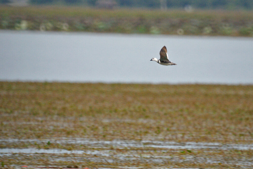 Cotton Pygmy Goose