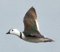 Cotton Pygmy Goose