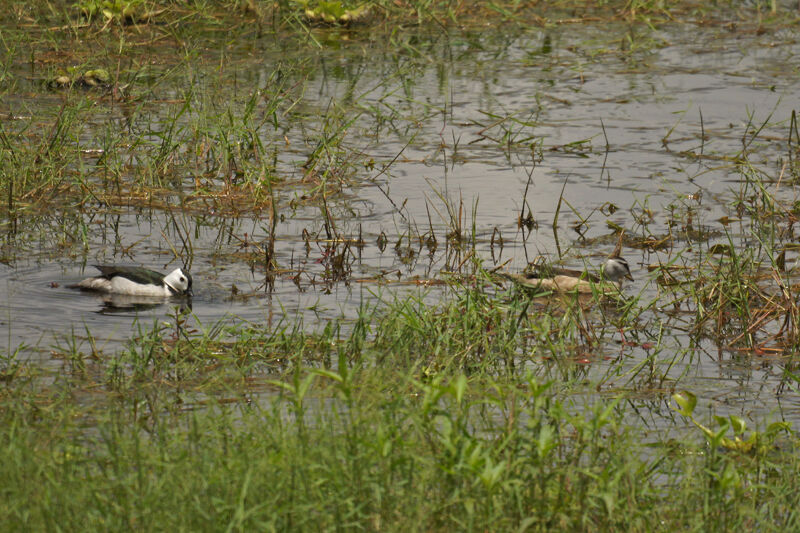Cotton Pygmy Goose 