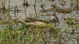 Cotton Pygmy Goose