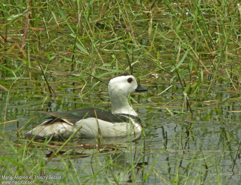 Cotton Pygmy Goose male adult, pigmentation