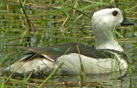 Cotton Pygmy Goose