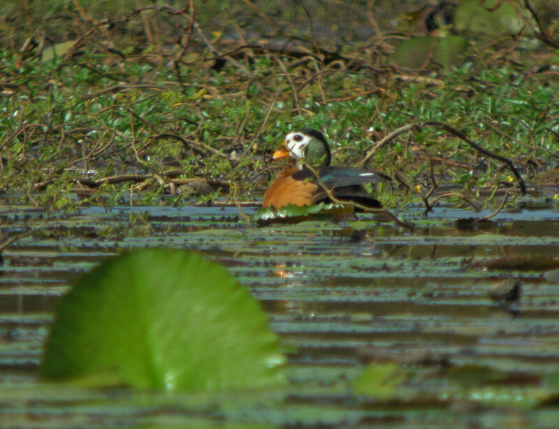 African Pygmy Goose