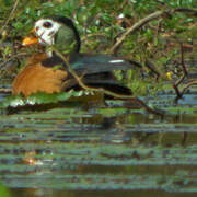 African Pygmy Goose