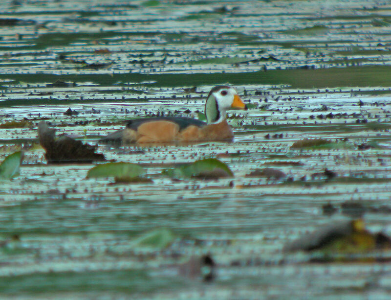 African Pygmy Goose