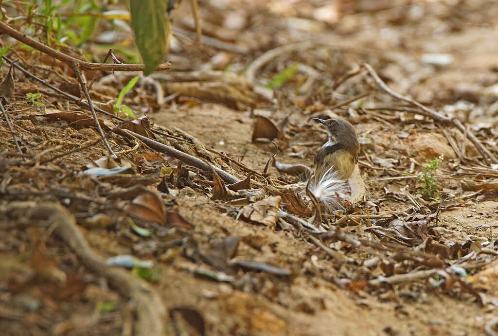 Bar-throated Apalis