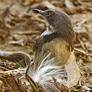Apalis à collier