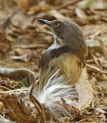 Bar-throated Apalis