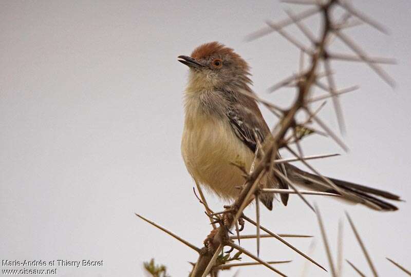 Red-fronted Warbleradult, identification