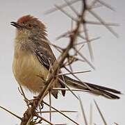 Red-fronted Warbler