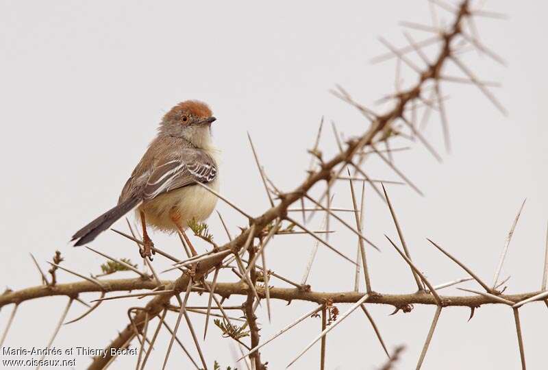 Red-fronted Warbler