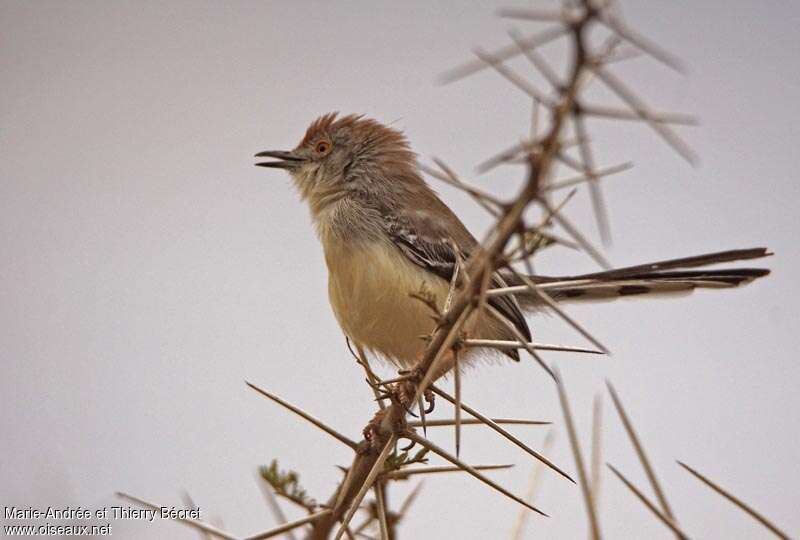 Red-fronted Warbler