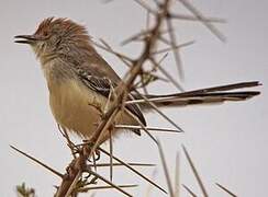 Red-fronted Prinia