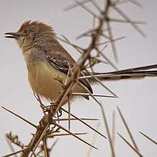 Apalis à front roux