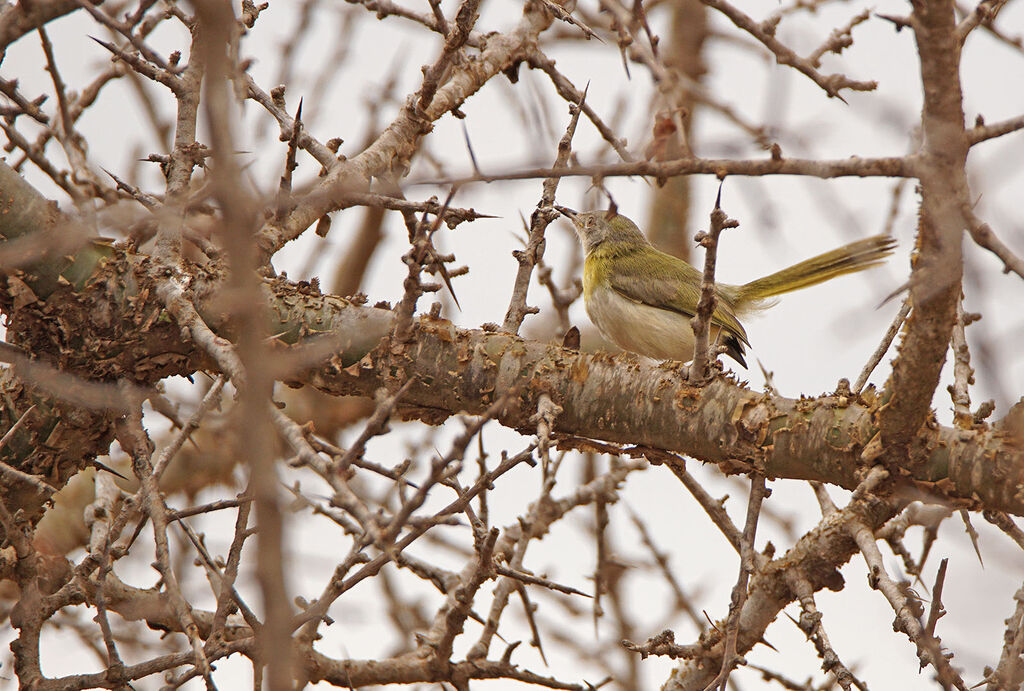 Yellow-breasted Apalis