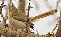 Apalis à gorge jaune