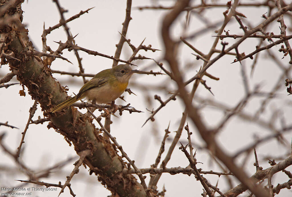 Apalis à gorge jaune