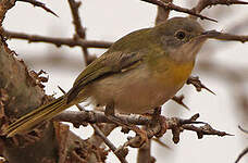 Apalis à gorge jaune