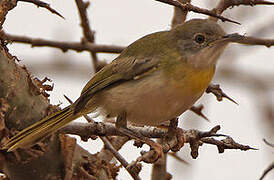 Yellow-breasted Apalis