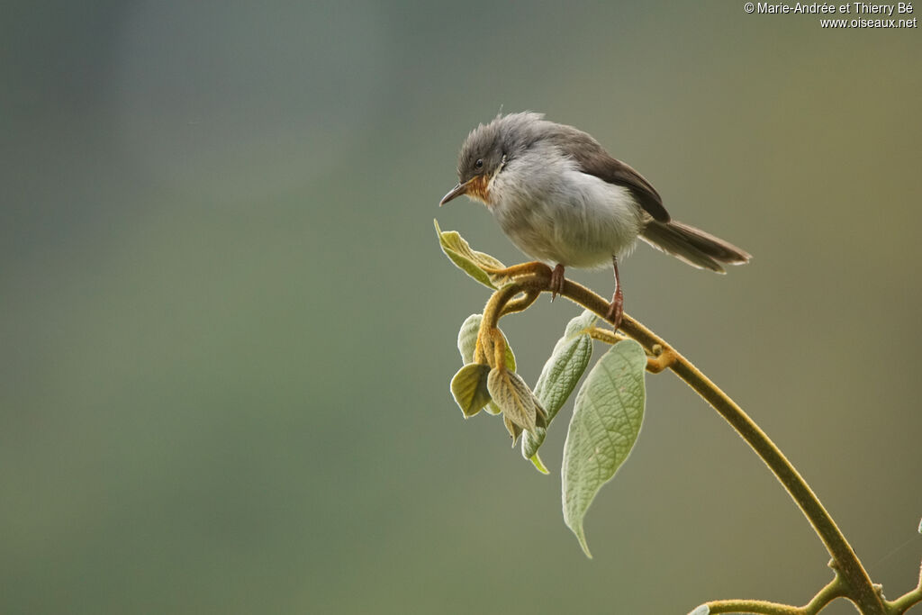 Apalis à gorge marron