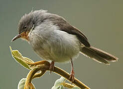 Chestnut-throated Apalis