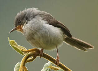 Apalis à gorge marron