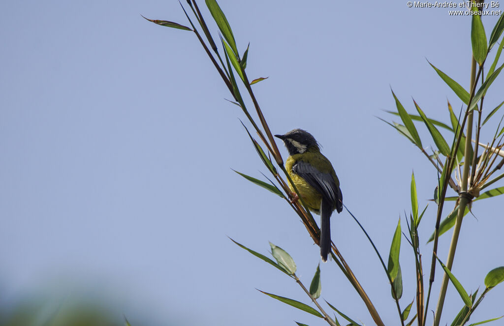 Apalis à gorge noire