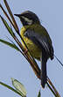 Apalis à gorge noire