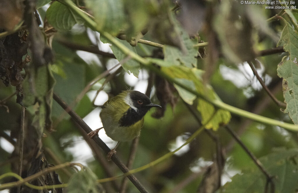 Apalis à gorge noire